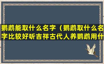 鹦鹉能取什么名字（鹦鹉取什么名字比较好听吉祥古代人养鹦鹉用什么笼子 🦋 ）